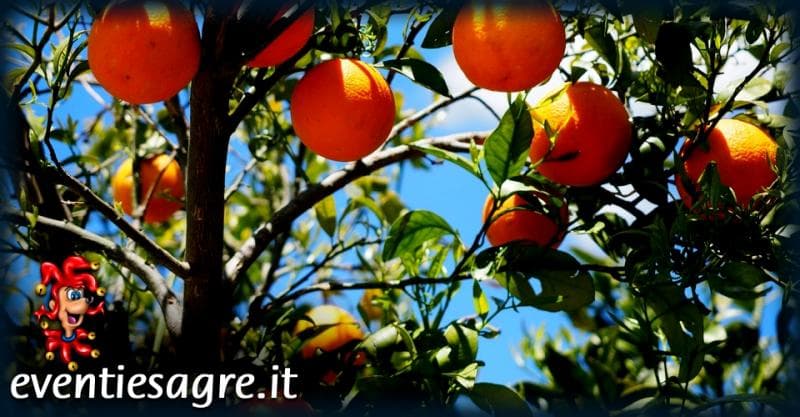 Mercato Settimanale Di Biassono