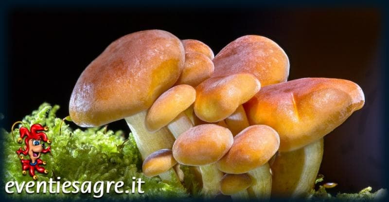 Mercati Settimanali Di Sesto San Giovanni